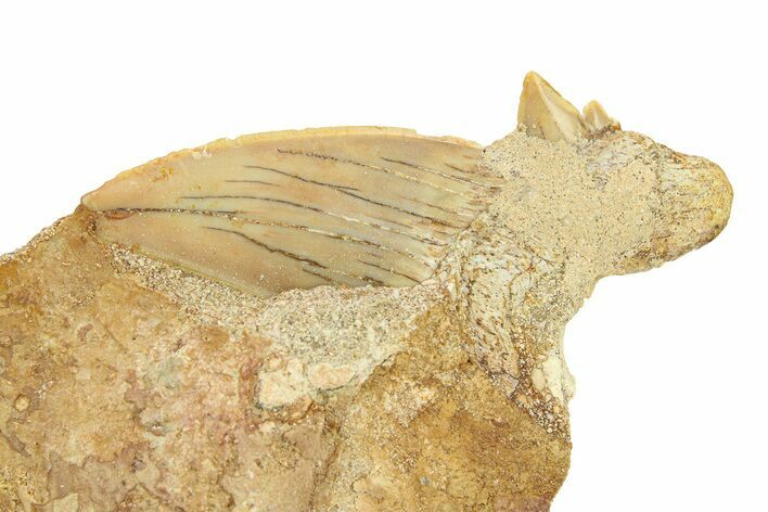 Otodus Shark Tooth Fossil in Rock - Morocco #292022